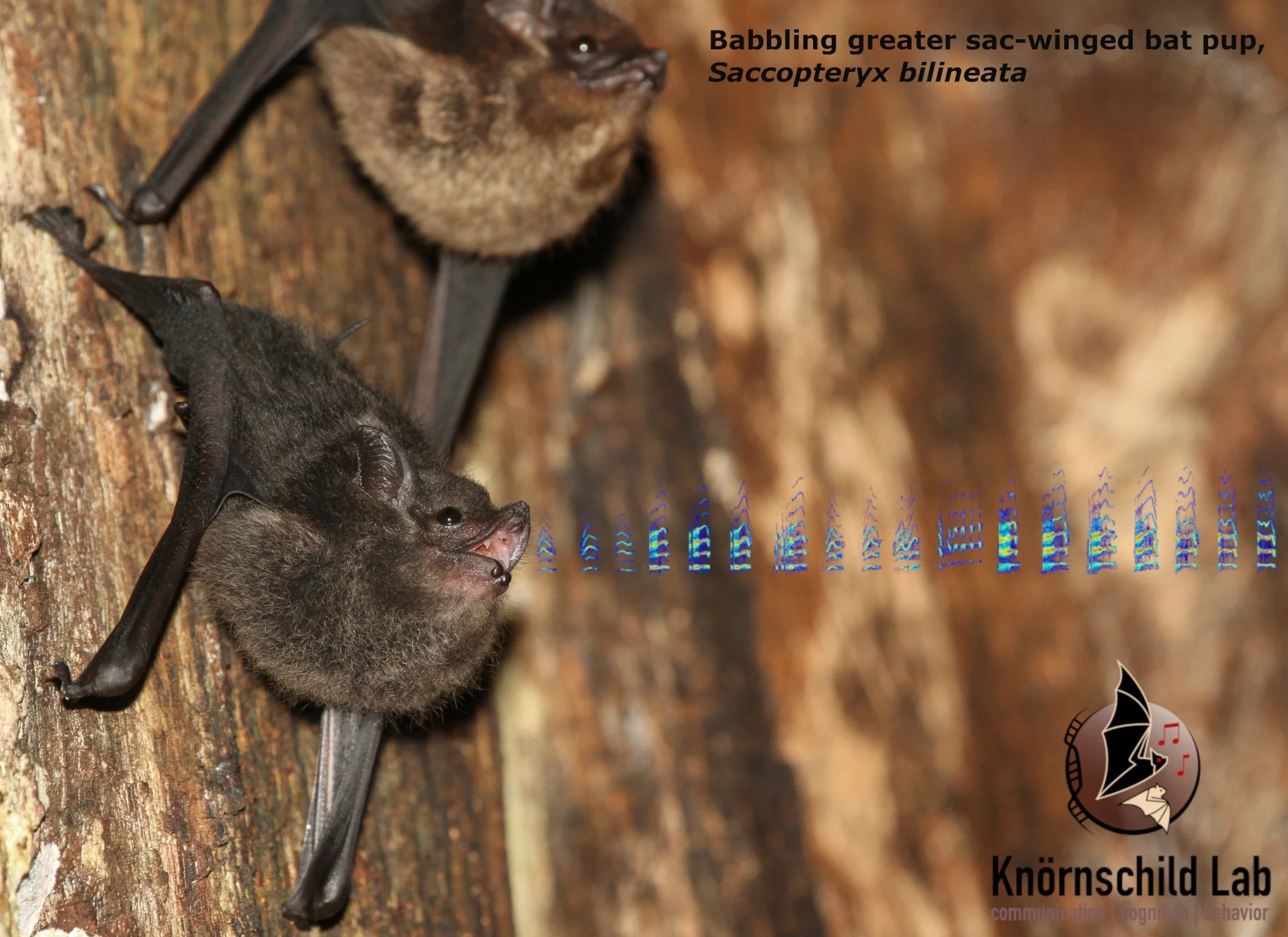 Hearing by Bats　（コウモリの聴覚） Hearing by Bats （コウモリの聴覚） In the Wiggle of an Ear